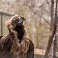 Мечты о лете :: Сергей Флетчер Мечты о лете :: Сергей Флетчер