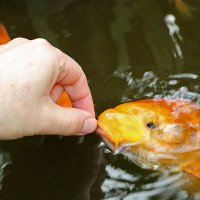 ...и рыбку покормили :: Светлана 