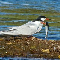 речные крачки :: gawrilа - dan речные крачки :: gawrilа - dan