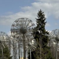 Одуванчики :: Анна Камс