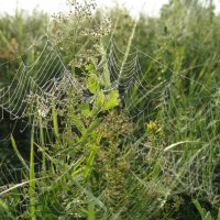 Пока роса :: Anna Ivanova Пока роса :: Anna Ivanova