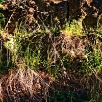 Весенние зарисовки 130 :: Алексей Кузнецов