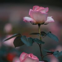 Фестиваль роз в Ханчжоу :: Дмитрий 