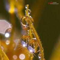 Росинки :: Андрей Пристяжнюк Росинки :: Андрей Пристяжнюк