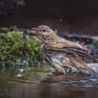 На лесной купальне :: Александр К.