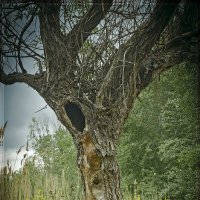 Леший :: Петр Фролов Леший :: Петр Фролов