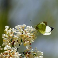 бабочки, снятые 7 мая  9 :: Александр Прокудин