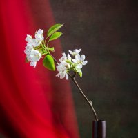 натюрморт с белыми цветами груши :: Алексей Чигвинцев