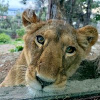 За стеклом :: Сергей Б.