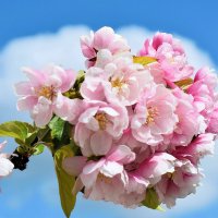 Май - пора цветения. :: Татьяна Помогалова Май - пора цветения. :: Татьяна Помогалова