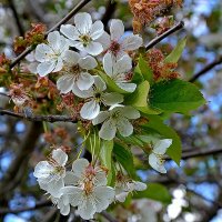 Майское цветение. :: Михаил Столяров Майское цветение. :: Михаил Столяров