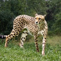 Гепард :: SanSan 