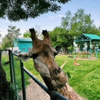 Любопытный жираф :: Георгиевич Любопытный жираф :: Георгиевич