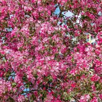 Яблоня декоративная :: Валерий Иванович