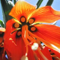 Рябчик хвалится своей красотой :: Людмила Смородинская