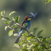 золотистые щурки :: юрий макаров