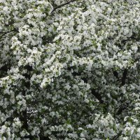 Весна в Ботаническом... :: Наташа *****