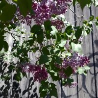 *** :: Валентина Береснева