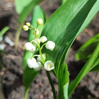 ,,, :: Сергей Тимоновский