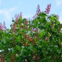 Зацветает Каштан красный :: Рита Симонова