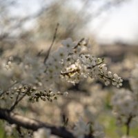Нежность :: sorovey Sol