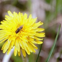 Обеденный перерыв. :: Вячеслав. Синицын