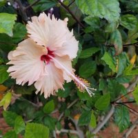 Гибискус :: Светлана Хращевская