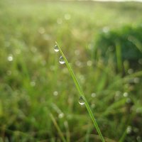 По росе :: Anna Ivanova