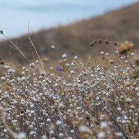 осенняя :: РозаВетроф 