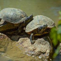 Солнечные ванны. :: Lucy Schneider Солнечные ванны. :: Lucy Schneider