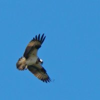 скопа :: gawrilа - dan скопа :: gawrilа - dan