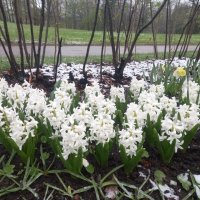 Гиацинты :: Сапсан 