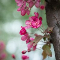 Розовенькое, в цветочках) :: Nyusha .