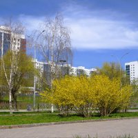 Цветущий май :: Лариса С.