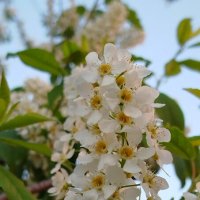 великолепная и благоухающая черемуха :: светлана льдокова