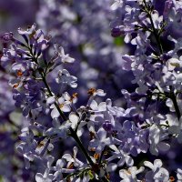 Картинки начала мая  3 :: Александр Прокудин