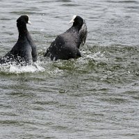 Выяснение отношений (драка) двух лысух. :: Милешкин Владимир Алексеевич 