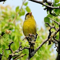 Зеленушка. :: Восковых Анна Васильевна 