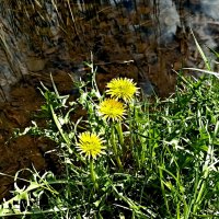 На краю :: Veera V