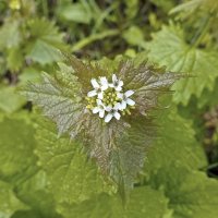 Чесночница черешчатая :: Валерий Иванович