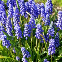 Мускари или гадючий лук :: Татьяна Лютаева