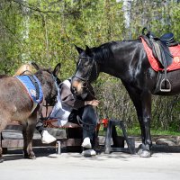 Ожидают седоков :: Татьяна Лютаева