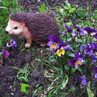 Любитель красоты :: Людмила Смородинская Любитель красоты :: Людмила Смородинская