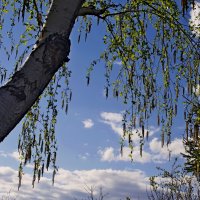 Береза :: Сергей Швечков
