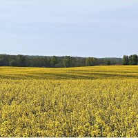 Рапсовое поле. :: Валерия Комова