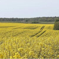 Родные просторы. :: Валерия Комова