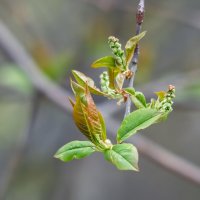 Пробуждение. :: Виктор Иванович Чернюк