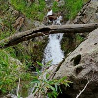 НАШИ ПРОГУЛКИ. :: Виктор Осипчук