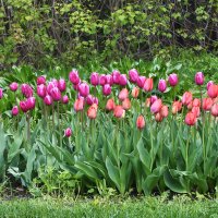 Весна в Ботаническом... :: Наташа *****