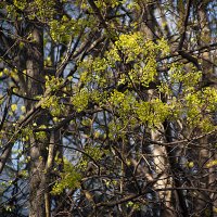 Цветение :: Владимир Кроливец Цветение :: Владимир Кроливец